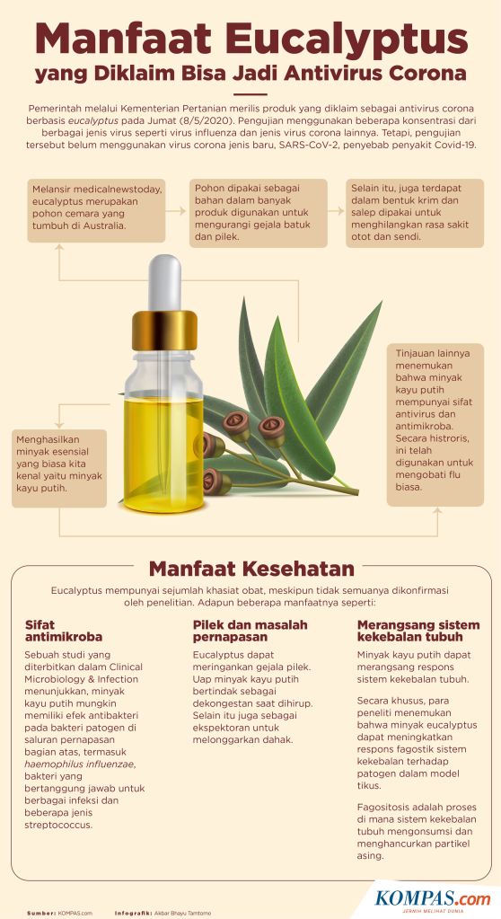 Jual Eucalyptus Virus Corona