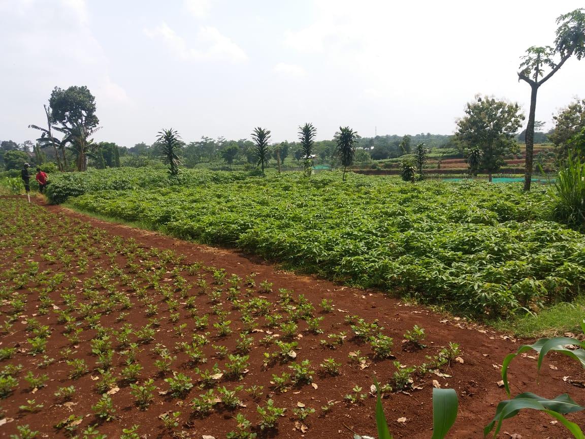 Jual Tanah Murah Di Bogor Butuh&nbsp;Uang