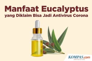 Eucalyptus Essential Oil Anti Virus Corona
