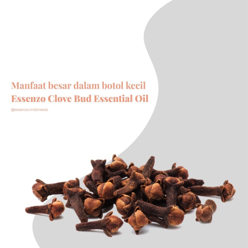 essenzo clove bud